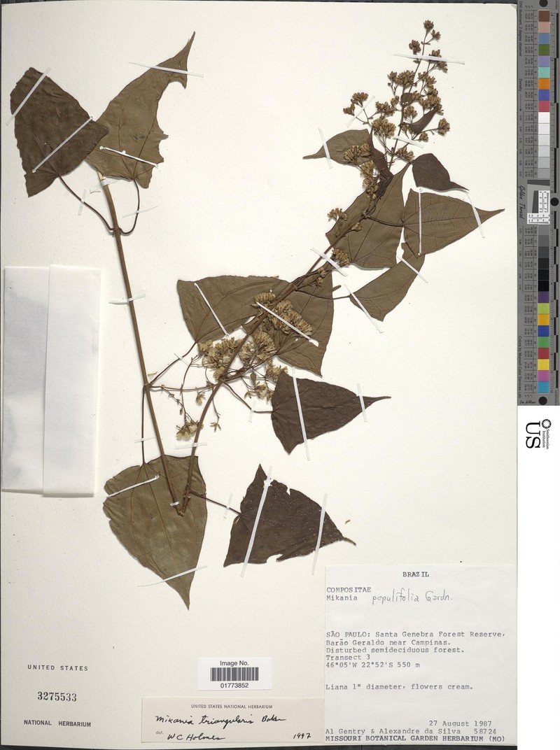 Mikania triangularis photo 5
