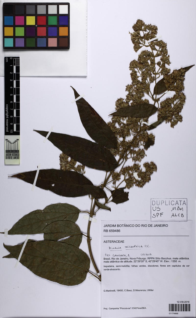 Mikania trichophila