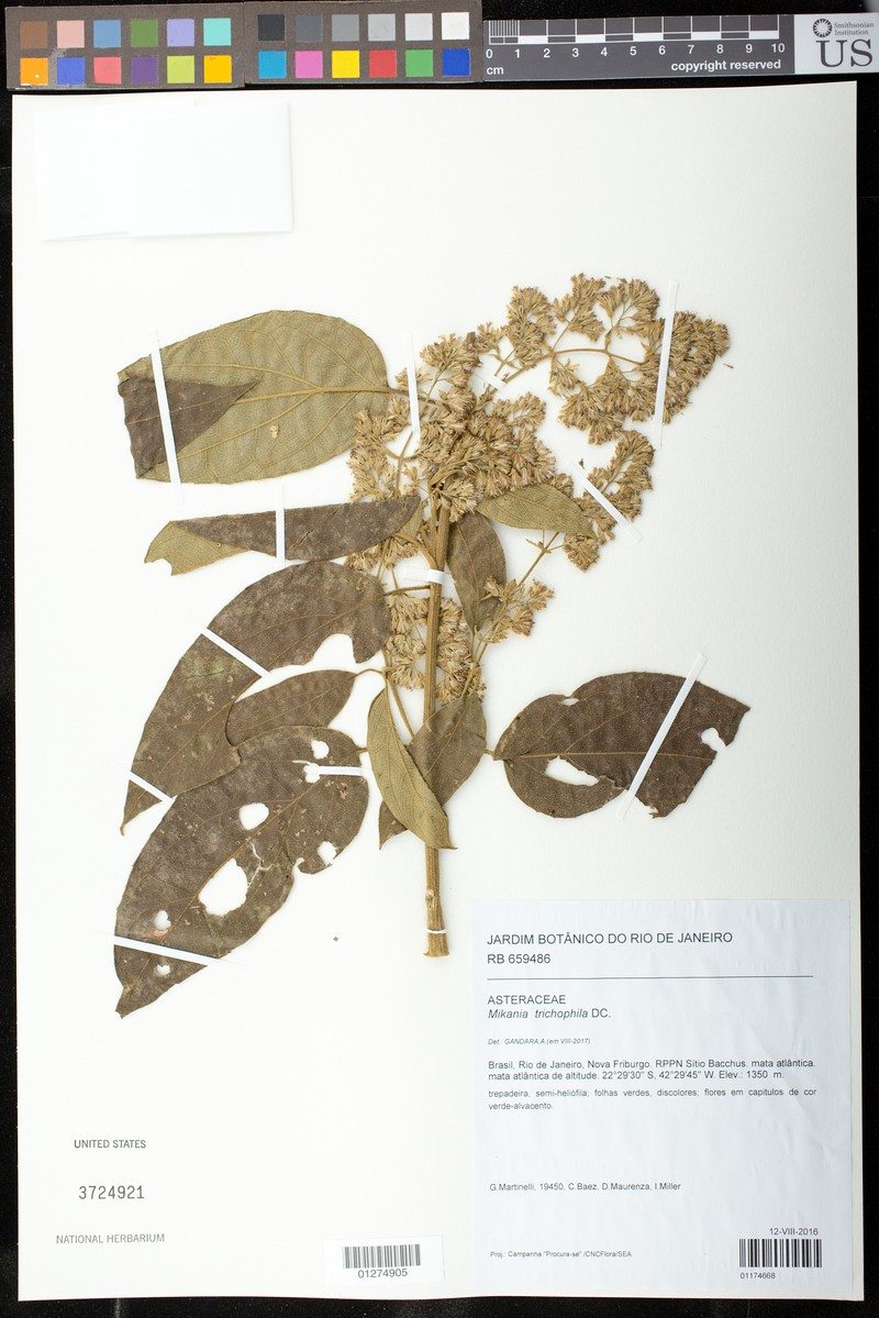 Mikania trichophila photo 2