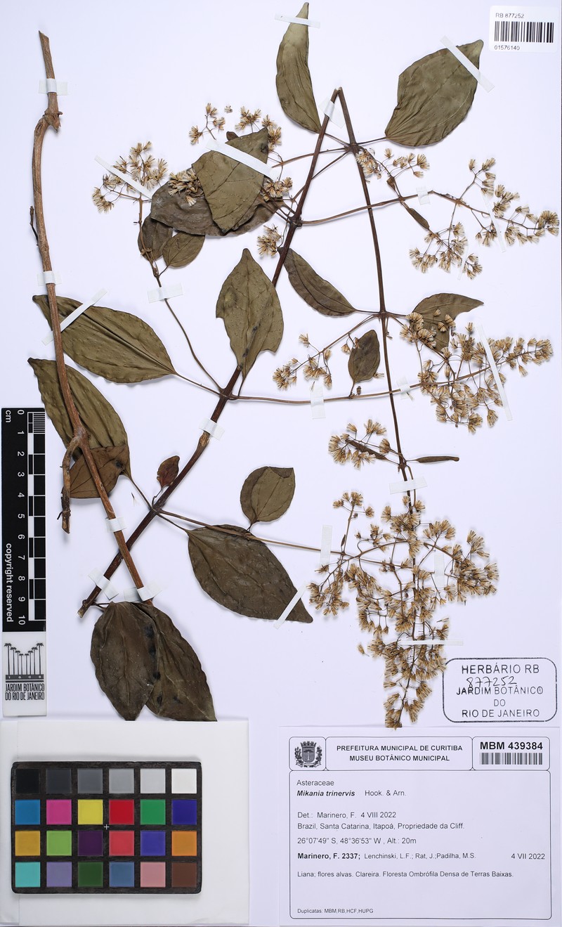 Mikania trinervis photo 2
