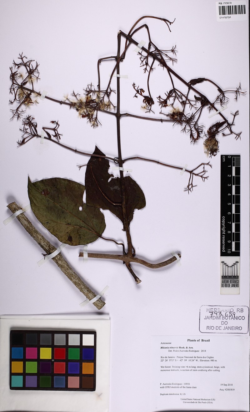 Mikania trinervis photo 4
