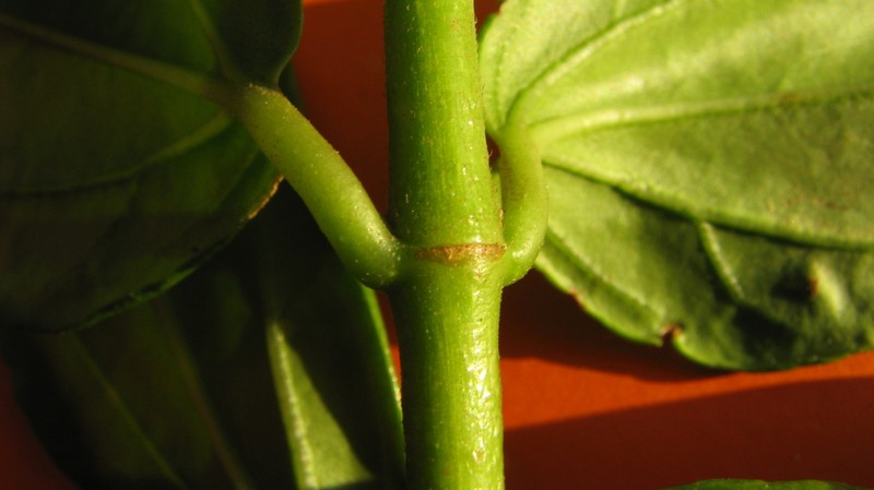 Mikania trinervis