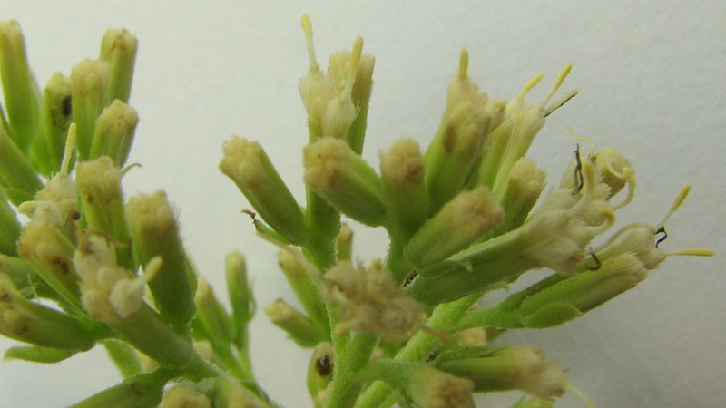 Mikania trinervis photo 6