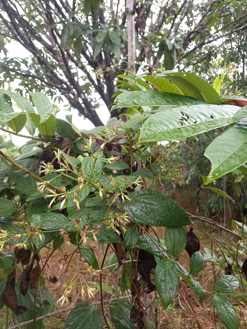 Mikania trinitaria