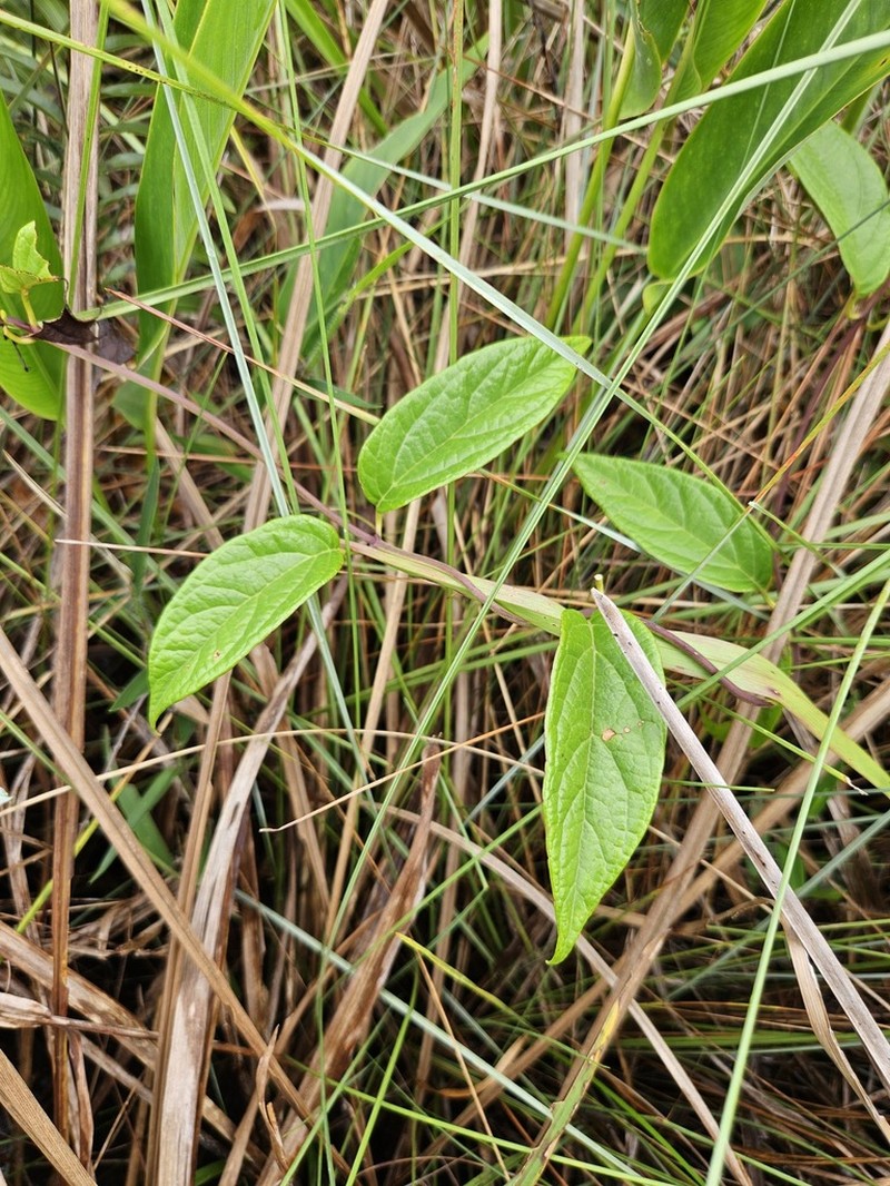 Mikania trinitaria photo 2