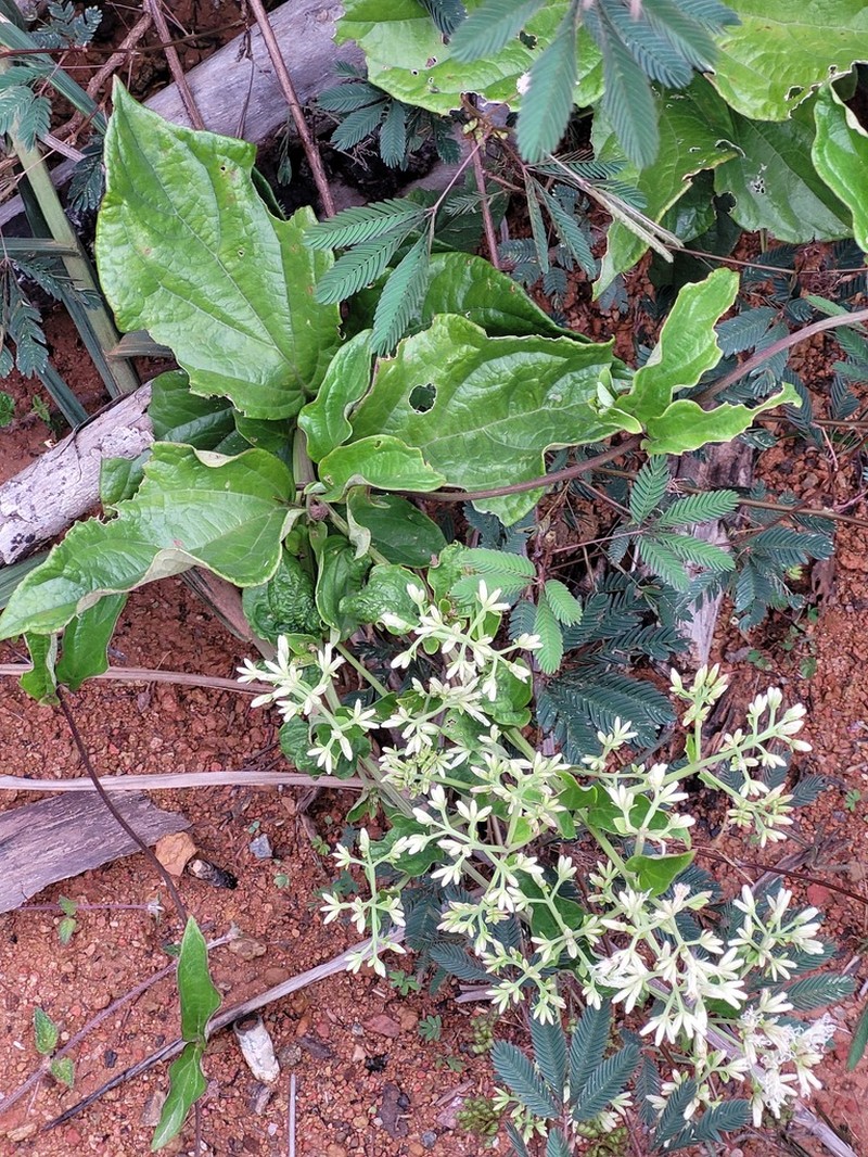 Mikania trinitaria photo 3