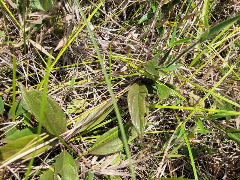 Mikania trinitaria photo 4