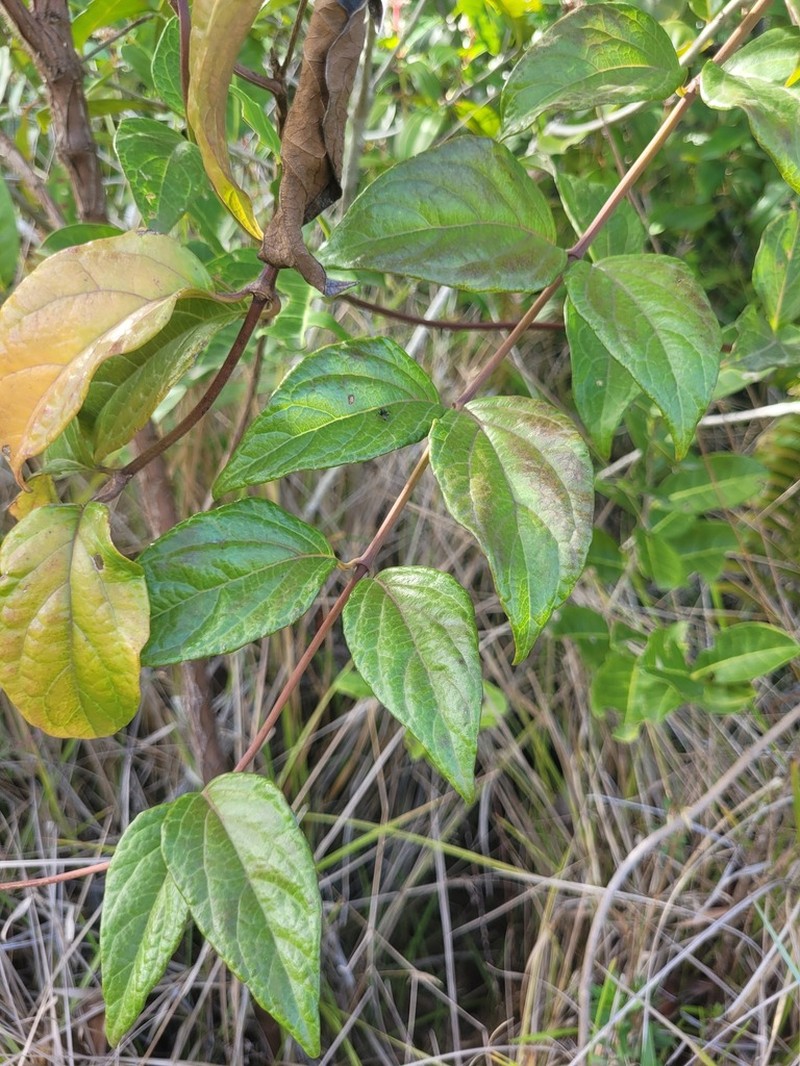 Mikania trinitaria photo 5