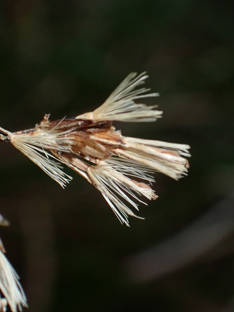 Mikania trinitaria photo 6