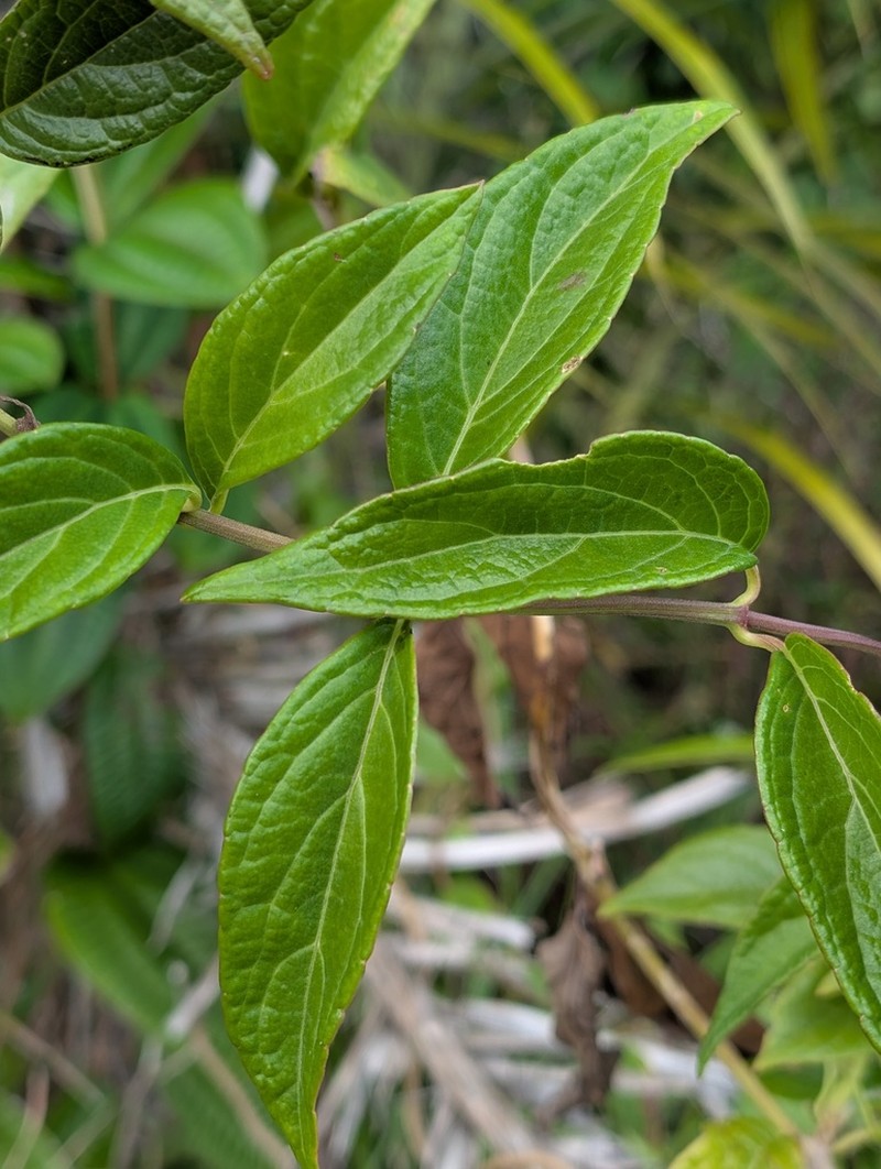 Mikania trinitaria photo 8