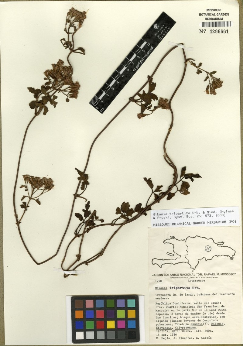 Mikania tripartita
