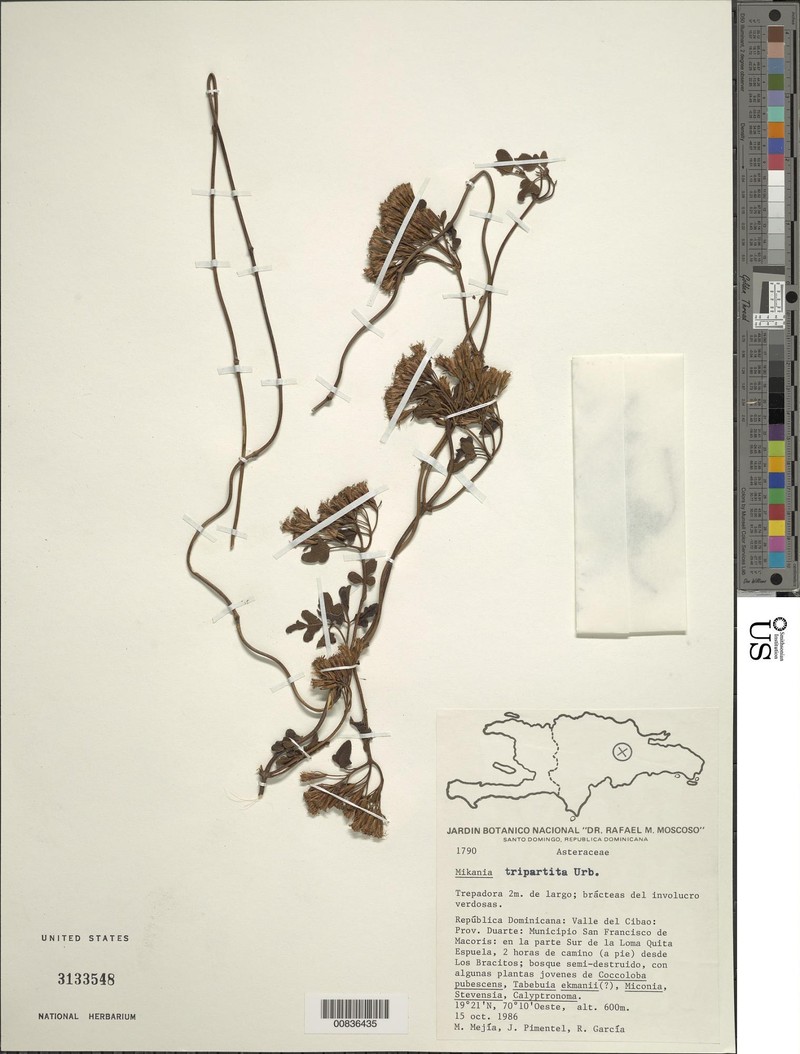 Mikania tripartita photo 2