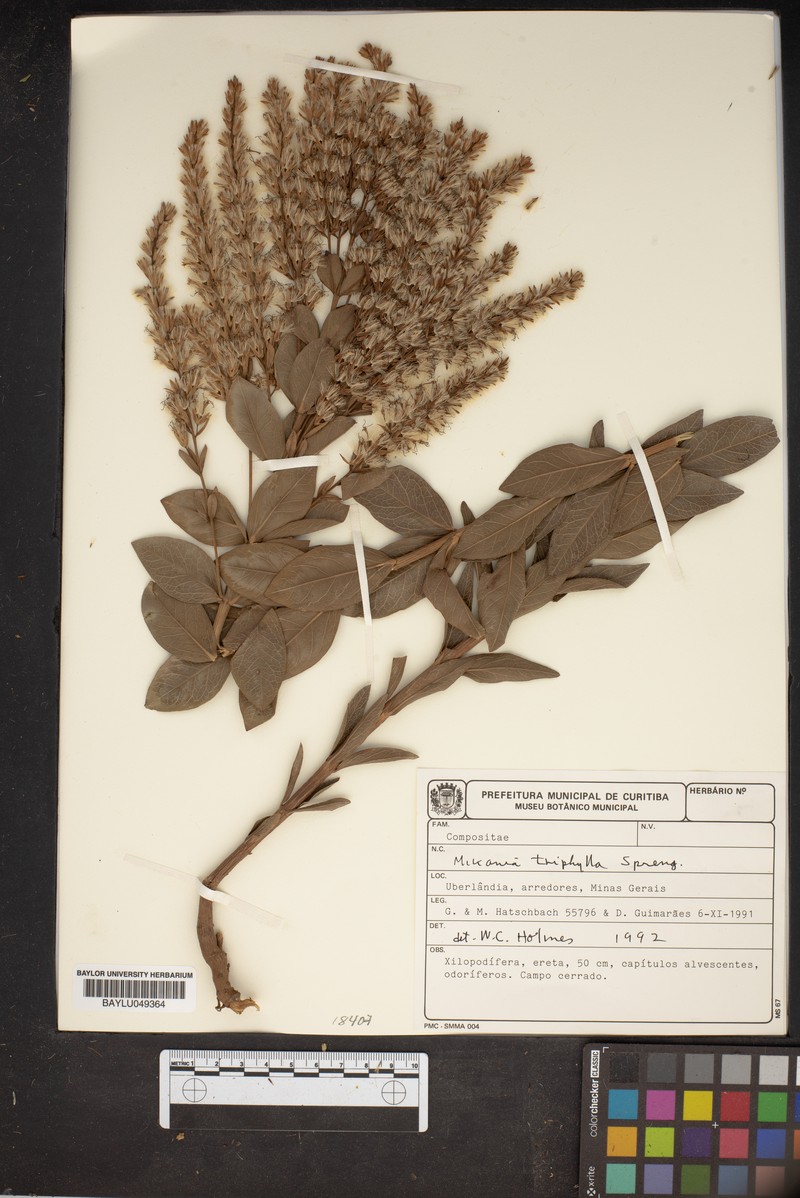 Mikania triphylla