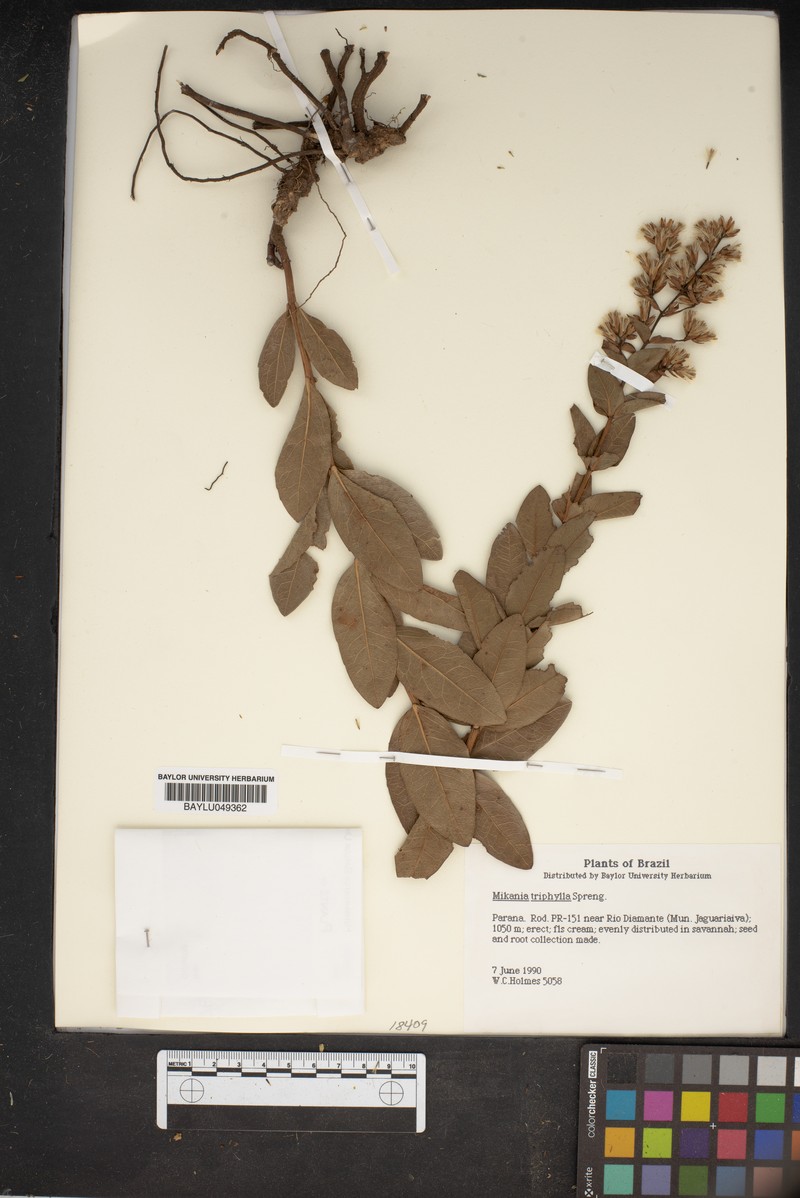 Mikania triphylla photo 2