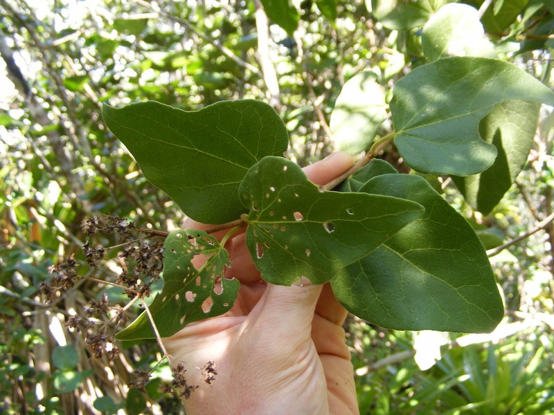 Mikania troyana
