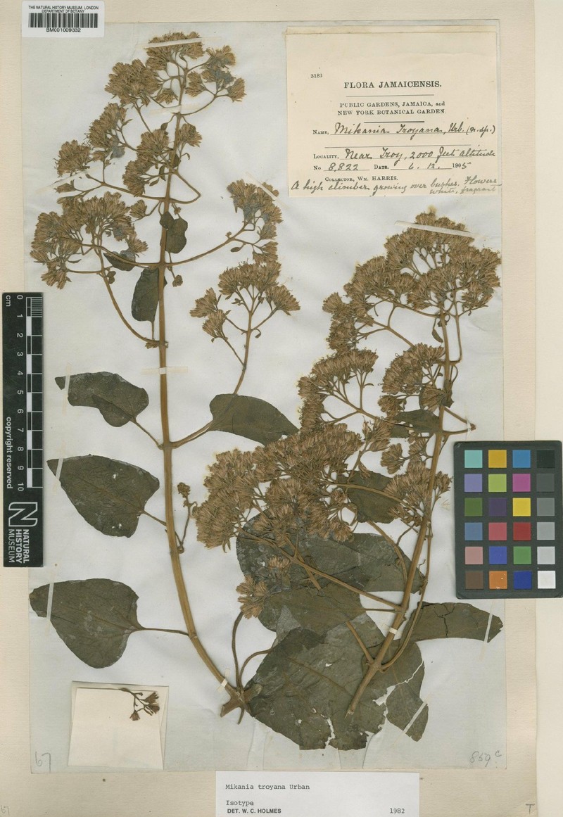 Mikania troyana photo 2