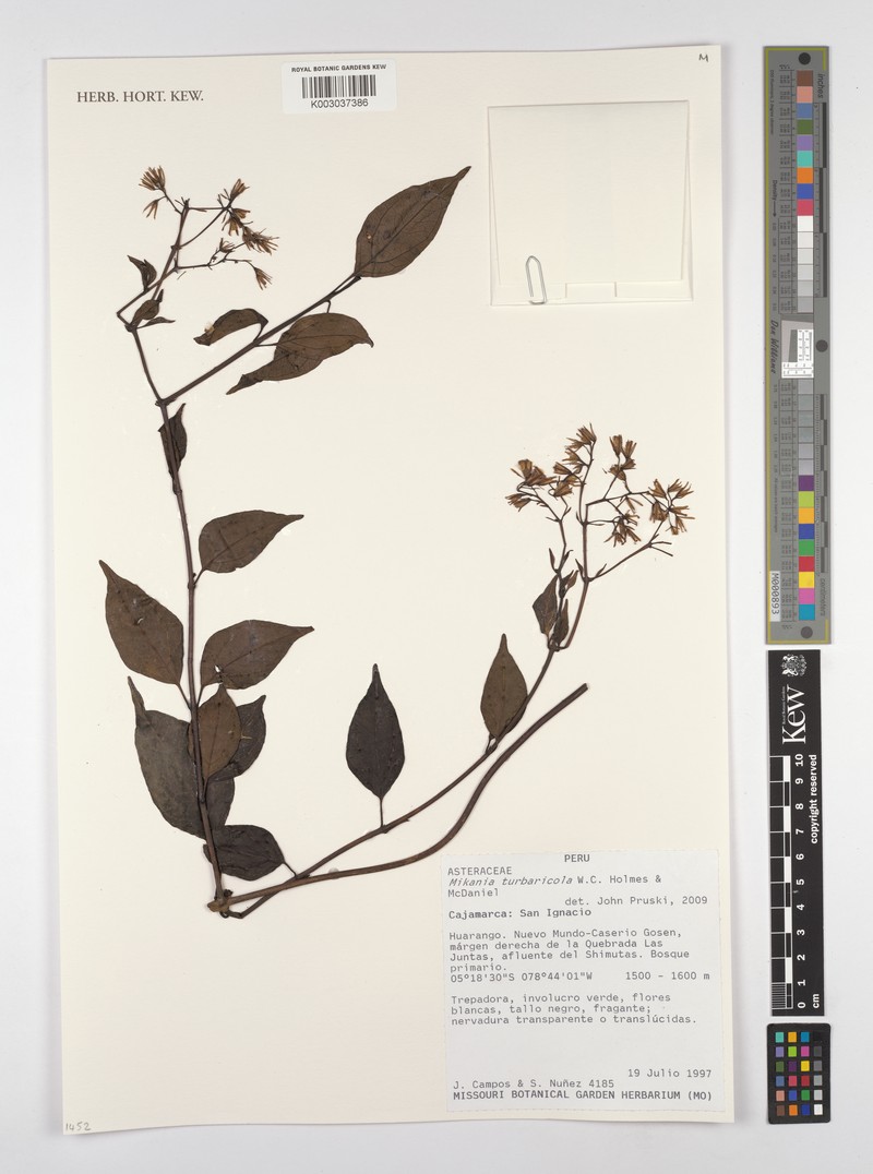 Mikania turbaricola