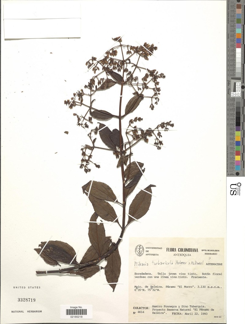 Mikania turbaricola photo 2