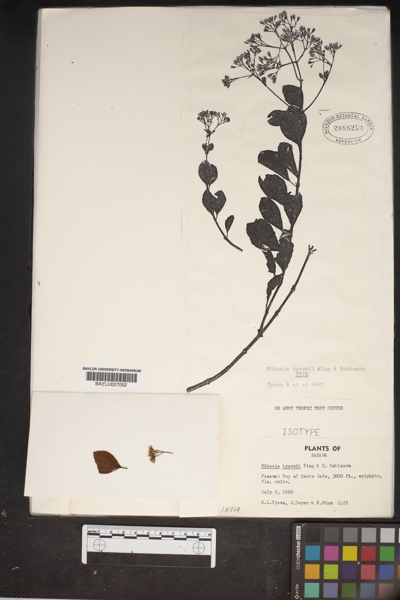 Mikania tysonii
