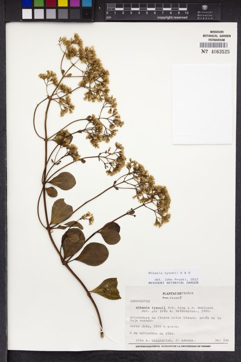 Mikania tysonii photo 2