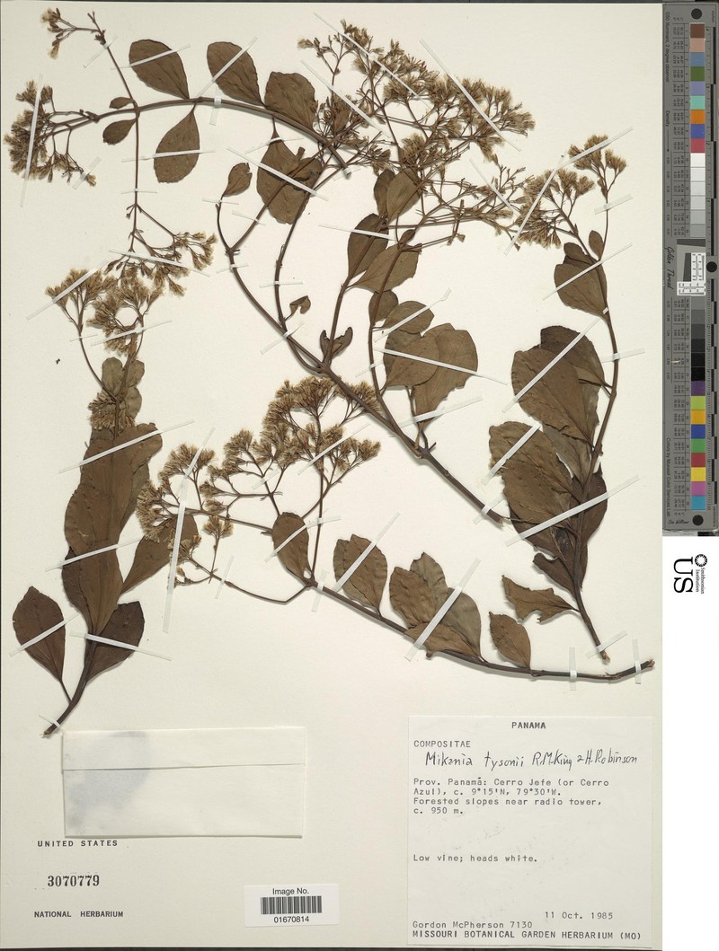 Mikania tysonii photo 3