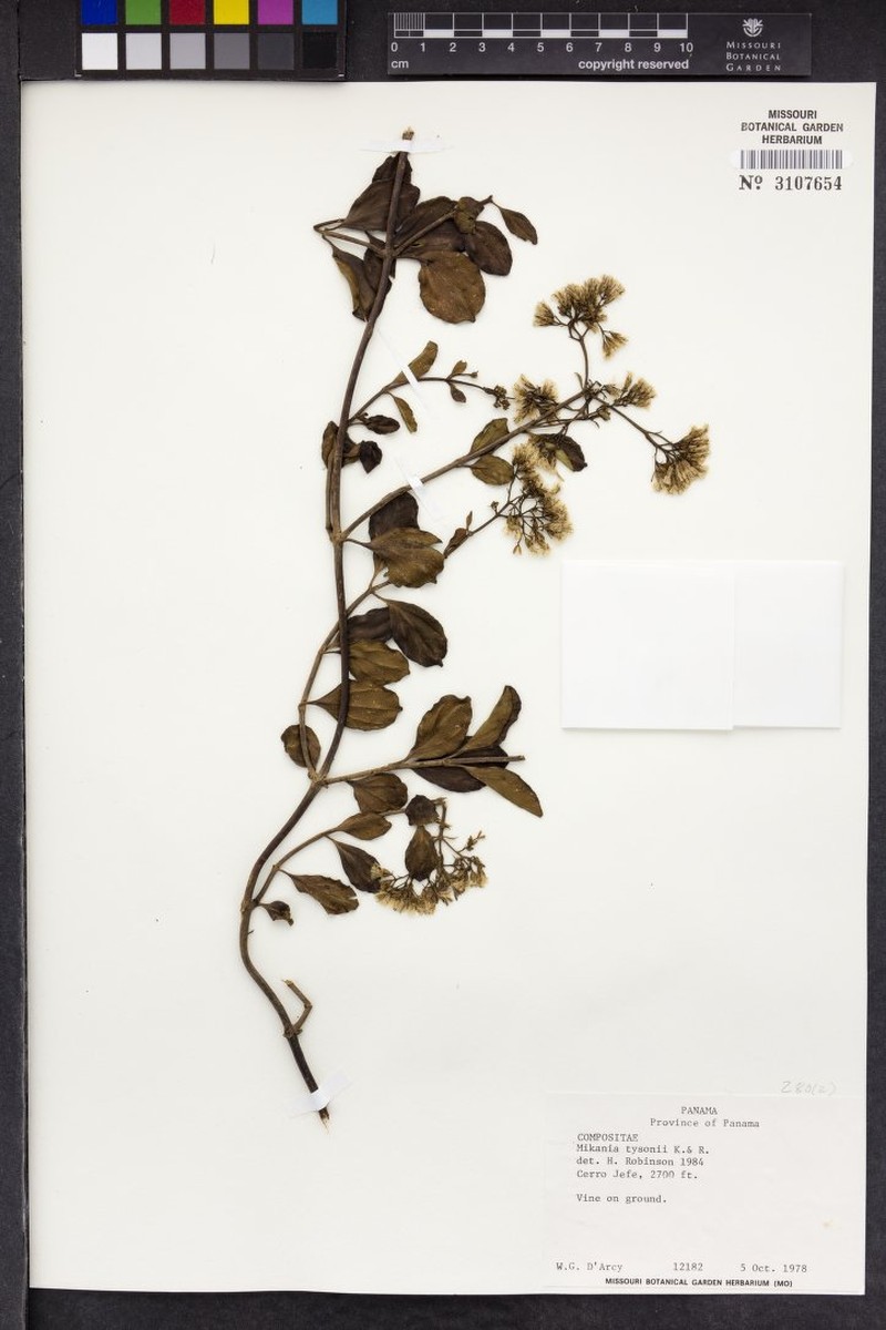 Mikania tysonii photo 4