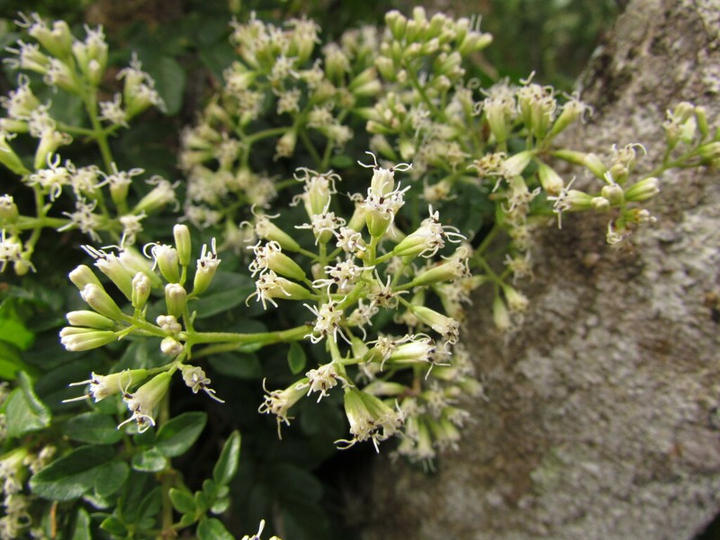 Mikania ulei