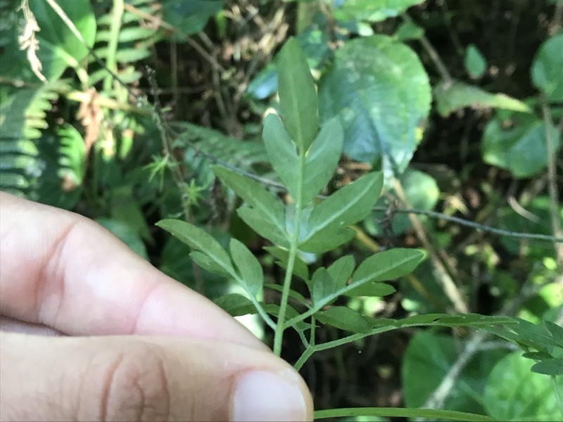 Mikania ulei photo 2
