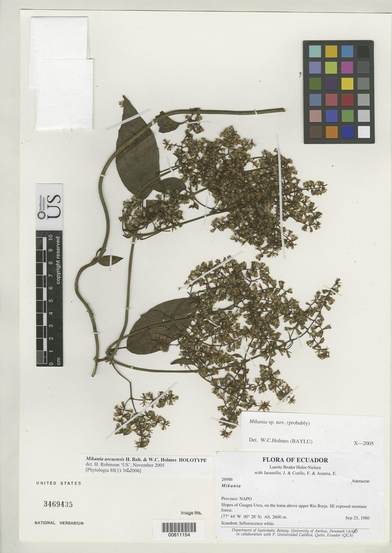 Mikania urcuensis