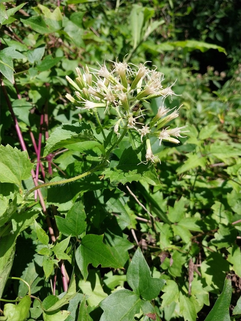 Mikania urticifolia