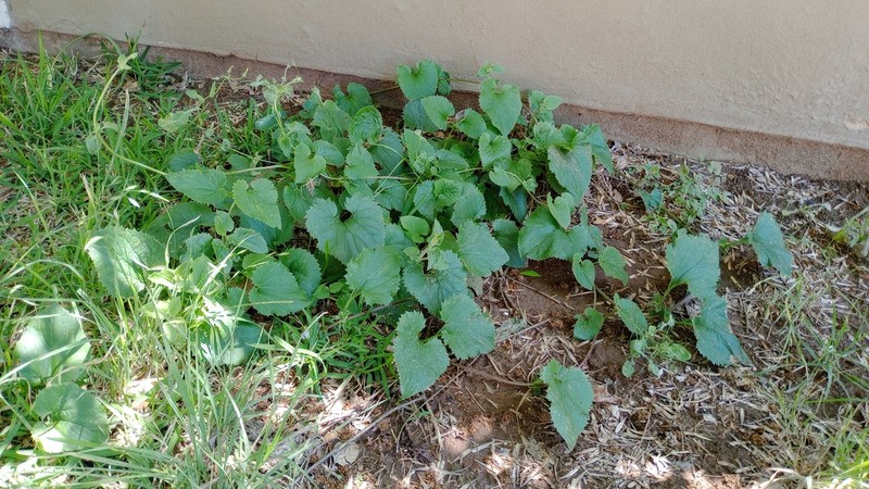 Mikania urticifolia photo 2