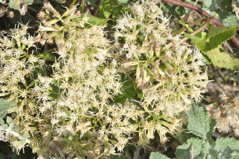 Mikania urticifolia photo 3