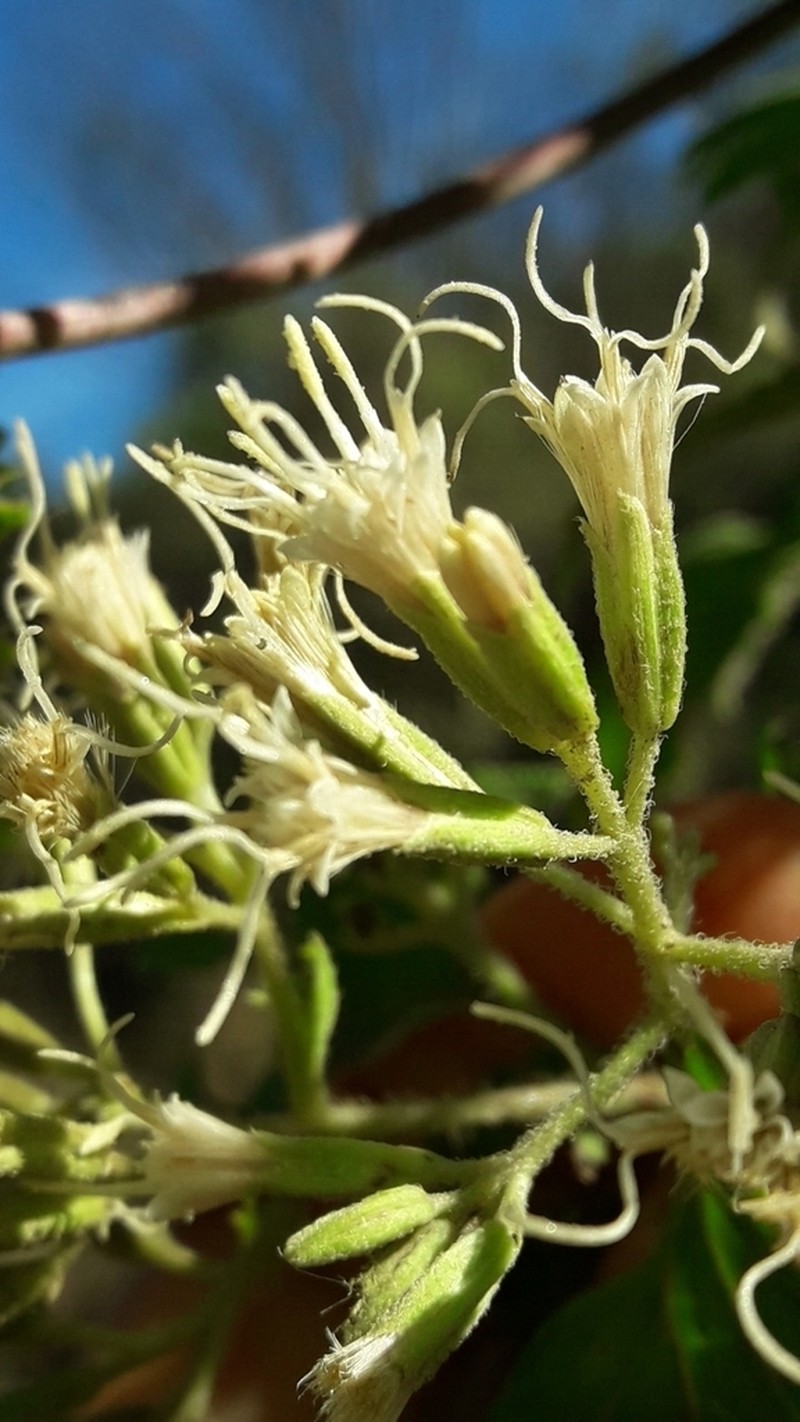 Mikania urticifolia photo 4