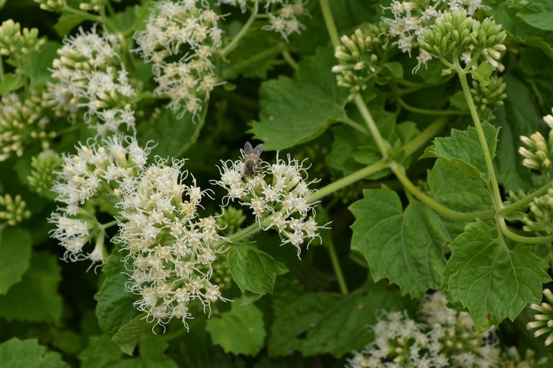 Mikania urticifolia photo 5