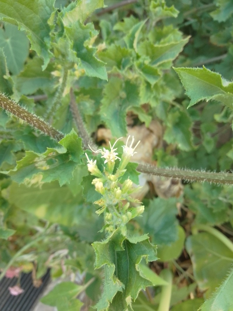 Mikania urticifolia photo 6
