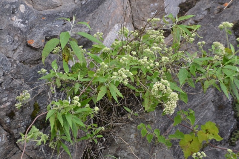 Mikania urticifolia photo 7