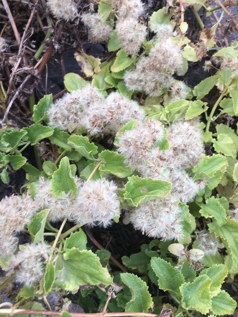 Mikania urticifolia photo 8