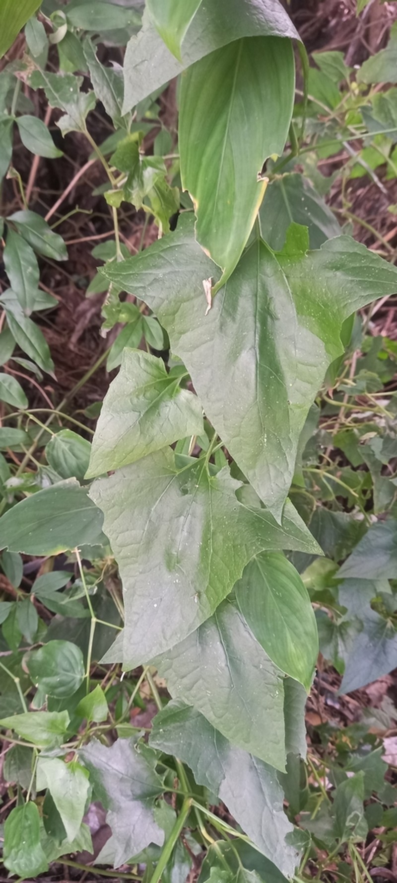 Mikania variifolia
