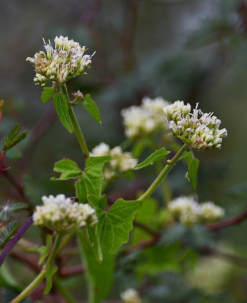 Mikania variifolia photo 2