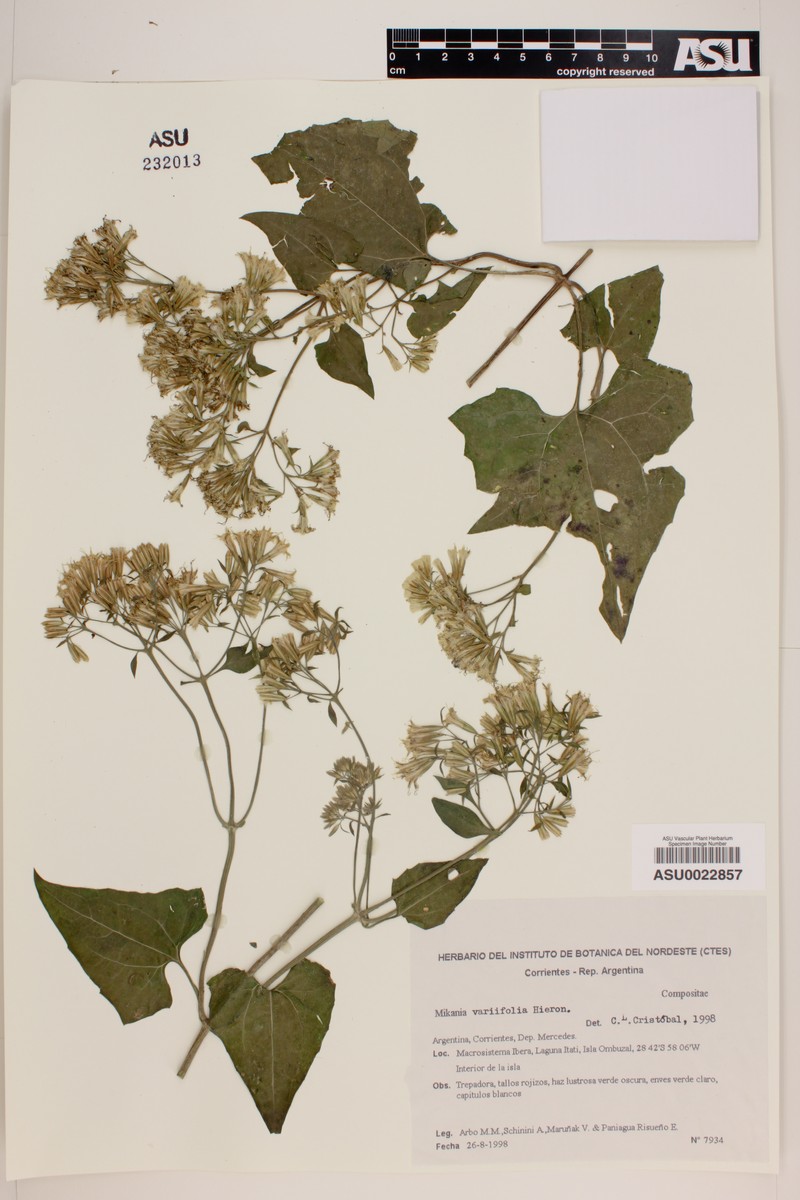 Mikania variifolia photo 3