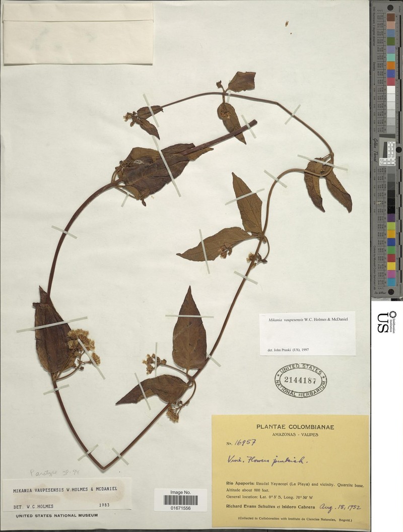 Mikania vaupesensis