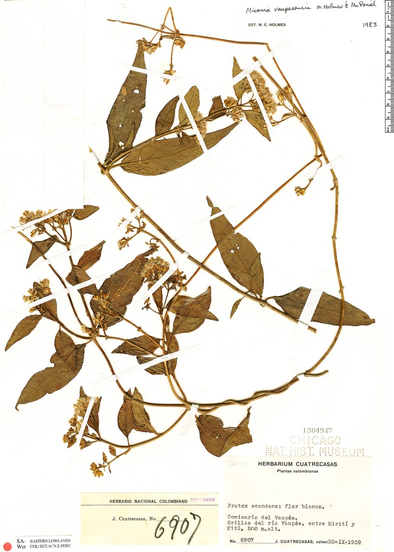 Mikania vaupesensis photo 2
