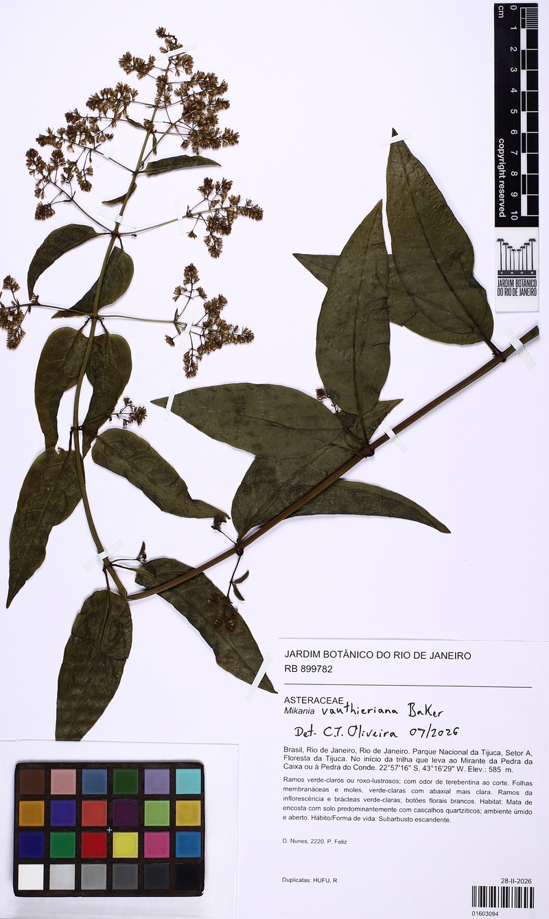 Mikania vauthieriana