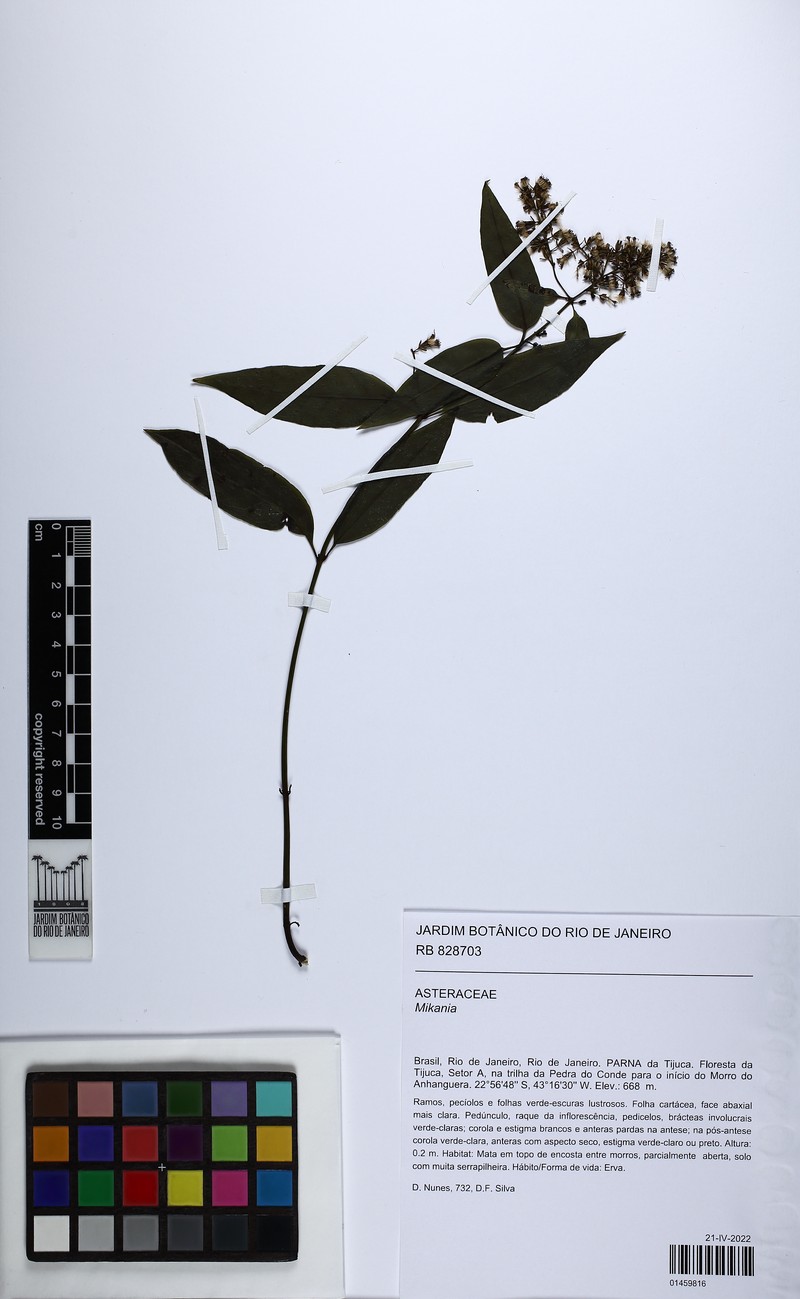Mikania vauthieriana photo 2