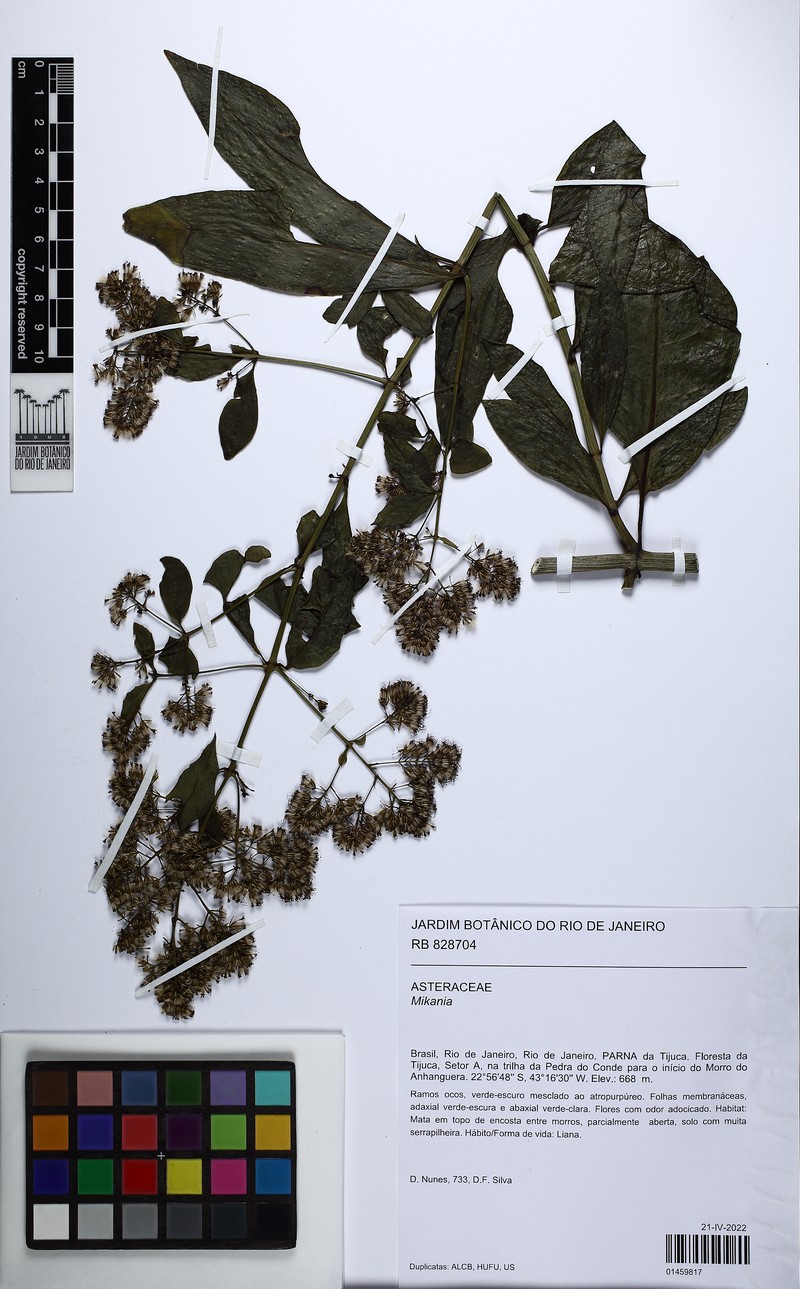 Mikania vauthieriana photo 3