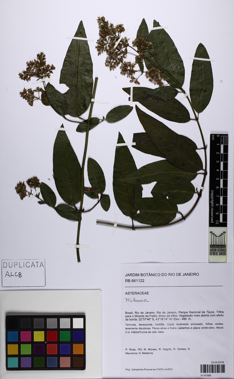 Mikania vauthieriana photo 4