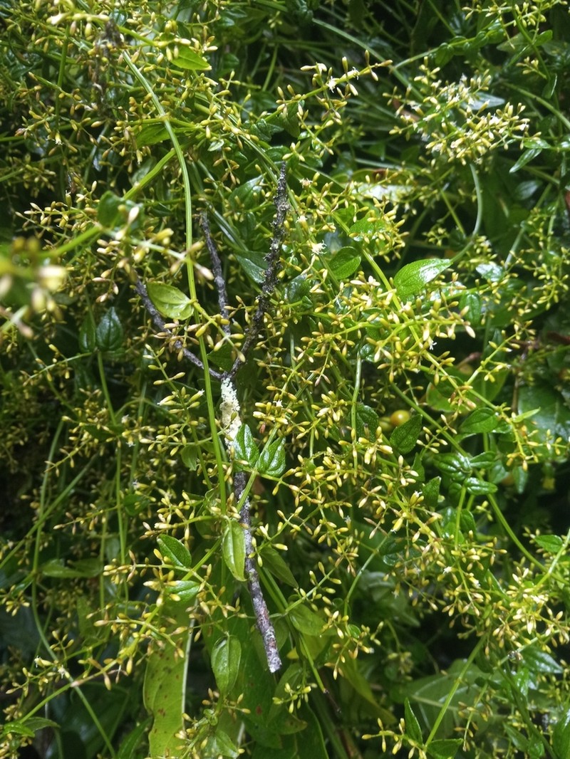 Mikania venosa