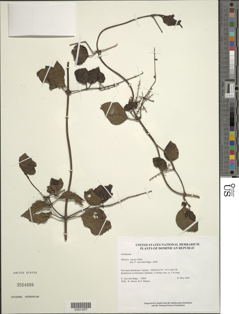Mikania venosa photo 3