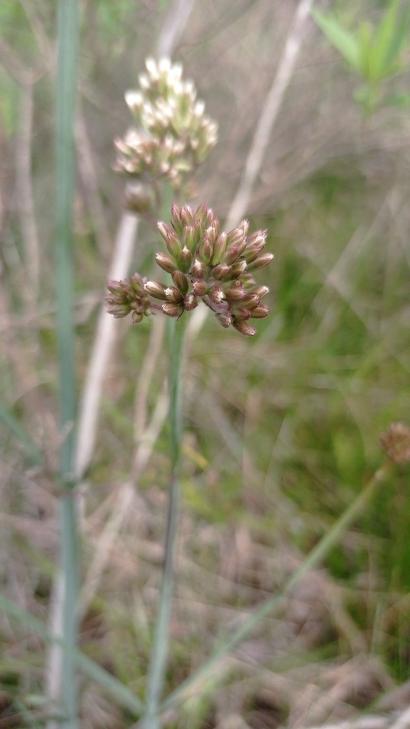 Mikania viminea