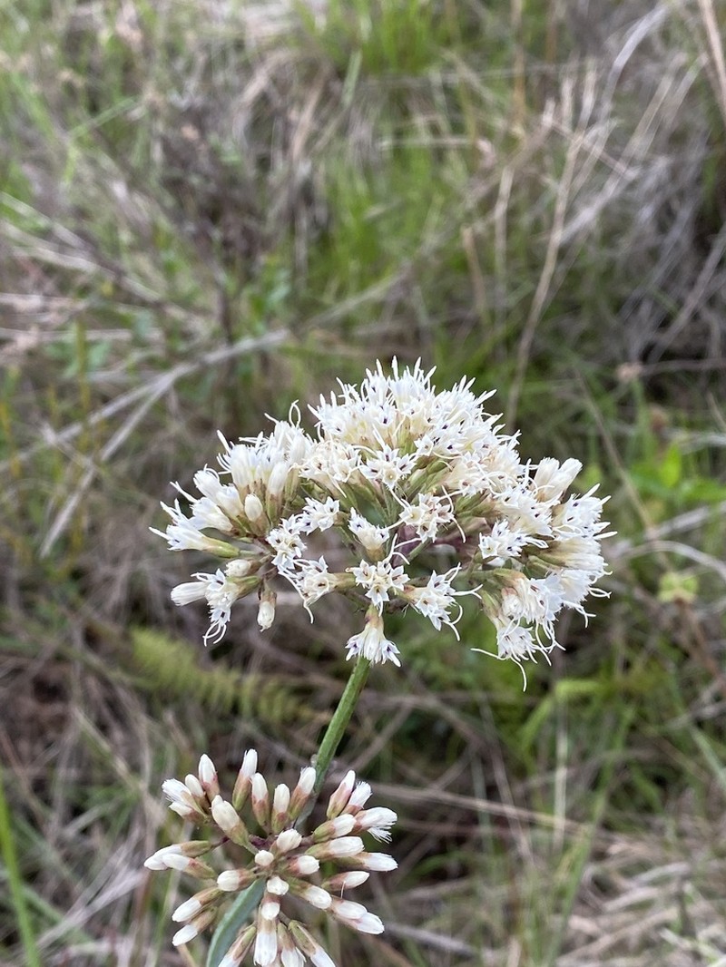 Mikania viminea photo 2